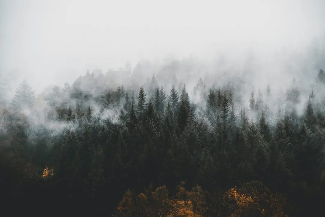 Nebel zieht durch dunklen Tannenwald