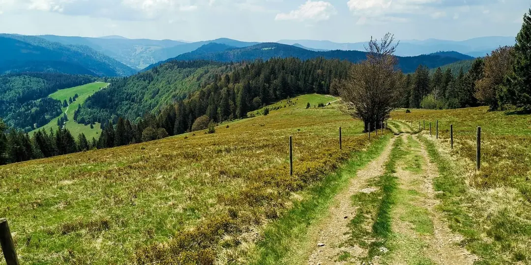 Wanderweg über die Bergwiese am Herzogenhorn mit Weitblick über die Schwarzwaldhöhen