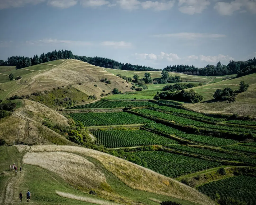 Terrassierte Weinberge und Trockenrasenhügel am Kaiserstuhl
